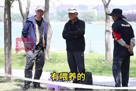 郑州天鹅护卫队的第五年：队伍壮大到500多人，疣鼻天鹅破百只图片