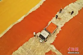 湖北咸丰：火红高粱“映”丰年图片
