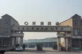 故乡烟火经济｜舌尖上的“外交官”：河南杞县大蒜远销印尼图片
