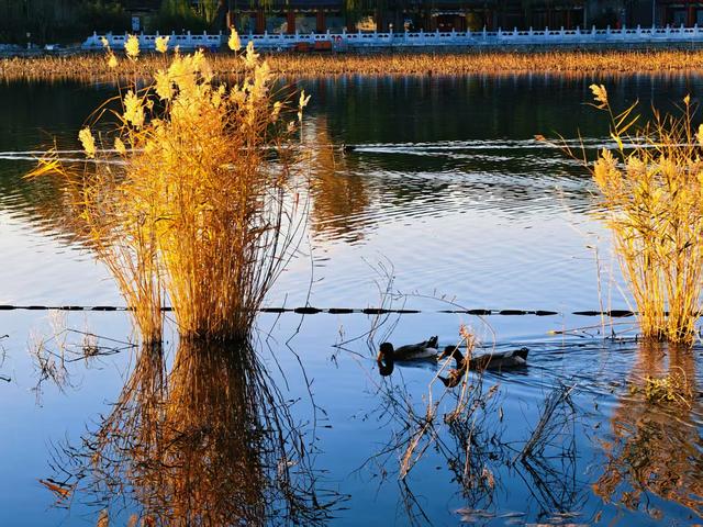 什刹海西海湿地：初冬绝美自然画卷