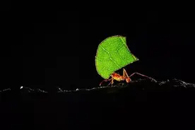 男子在亚马逊雨林露营时发现帐篷被切叶蚁撕咬图片