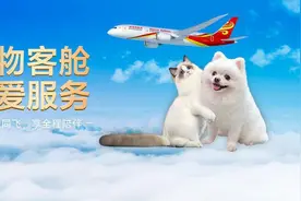 宠物也可进飞机客舱！这家航司新增线上预约功能图片