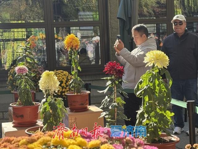 趵突泉菊展收官倒计时 市民游客赶尾档赏菊