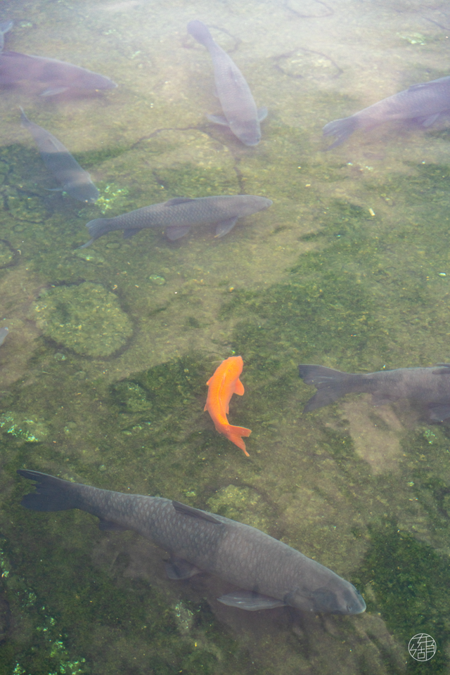 东湖「巨物」图鉴，打卡XXXXL号视觉震撼！