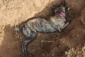 四川巴中警方回应恶犬逃窜袭击多人：将对流浪犬集体捕杀图片