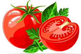 “白妃”驾到！嘉定新品种小番茄即将上市！图片