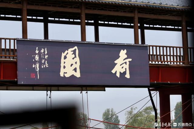 畅游济宁微山湖，万亩荷花别样红