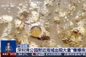 海边密集出现“爆爆珠”？多地提醒：不要下水！不要捡！图片