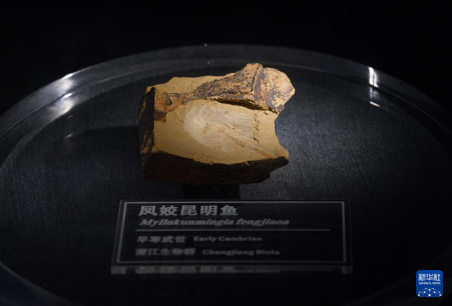 中国之城丨云南澄江：湖泊拥抱的化石小城