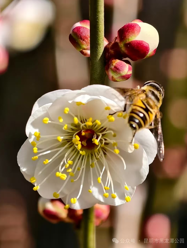 黑龙潭公园梅花绽放，邀你共赴“梅”好之约