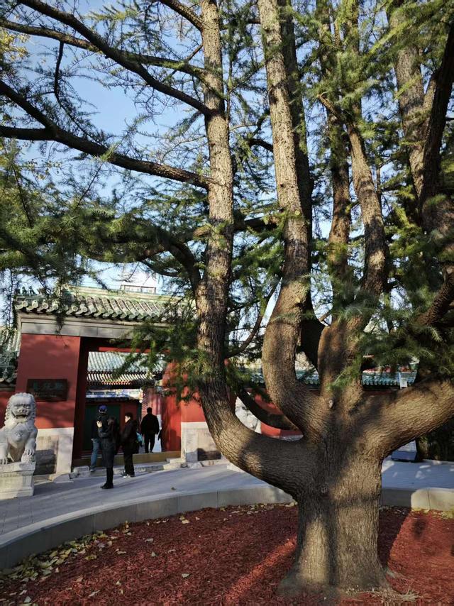 京城冬日迎暖阳，公园漫步享受闲适时光