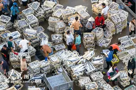 广西北海：“开海”捕捞获丰收 渔港码头交易忙图片