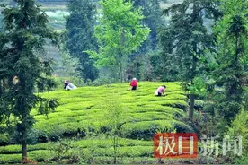 湖北夷陵邓村乡：春茶香飘奔富路图片