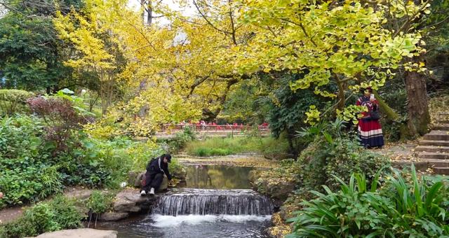 山村尽带黄金甲 古树银杏醉妥乐