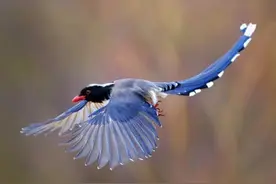 一只鸟撞死在重庆自然博物馆的玻璃窗上，后果会怎样？图片