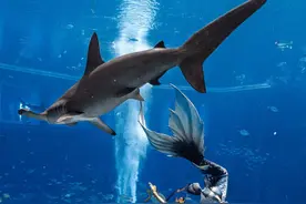 2023年中国美人鱼公开赛亚特兰蒂斯站暨国际表演赛在三亚开启图片