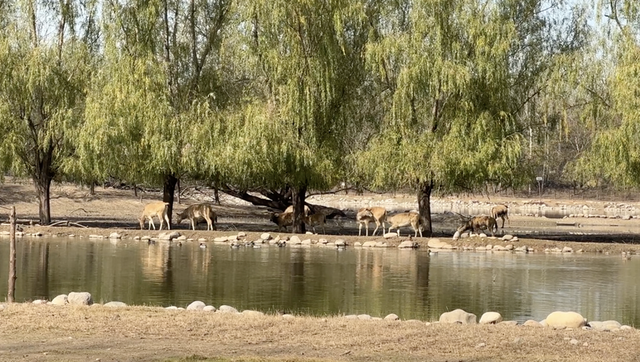 “疯狂动物城”原型，在北京找到了！