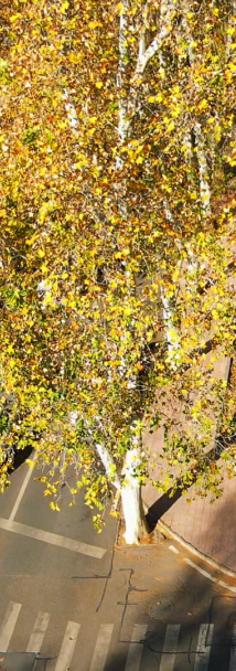 快出门！这些全是洛阳冬日限定！