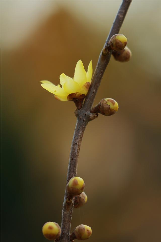 商视界｜柘城县：千树园蜡梅迎冬绽放