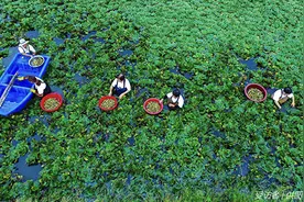 河南光山：打环境牌，吃生态饭图片