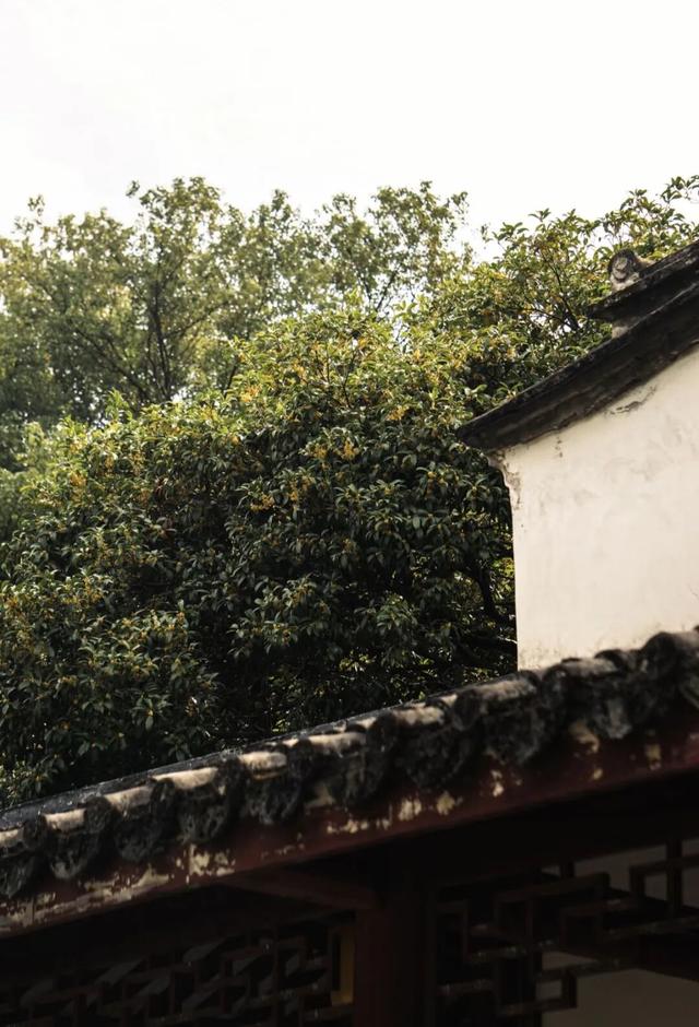 除了看菊花展，福州西湖公园还能怎么逛？