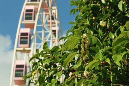 上海第一缕桂花香已到货！秋季“限定款”来了