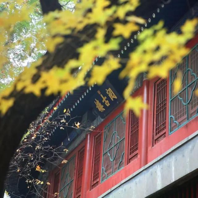 周末带娃赏秋，请收好这份市属公园彩叶地图