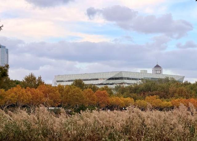 要降温了，准备好去迎接绚烂魔都！宝山寺的枫树已变红，秋霞圃的枫树、局门路的银杏再等20天