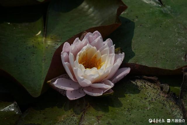 百花齐放，中山公园美景看不够