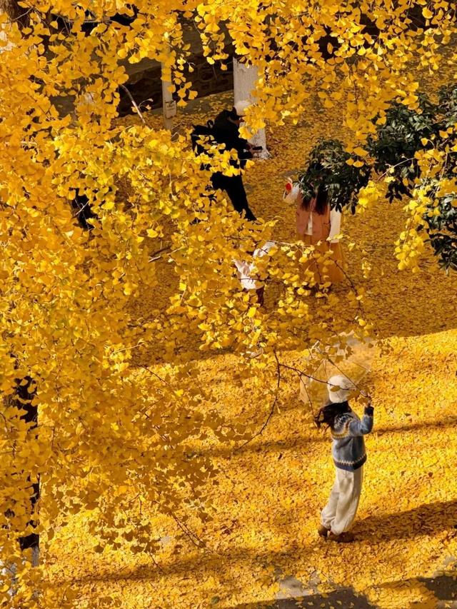 人少景美！洪山5处打卡地，周末约起