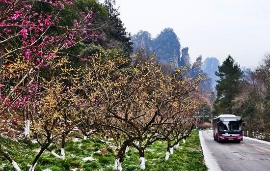 张家界国家森林公园：梅花怒放 风雪洗礼更加傲然