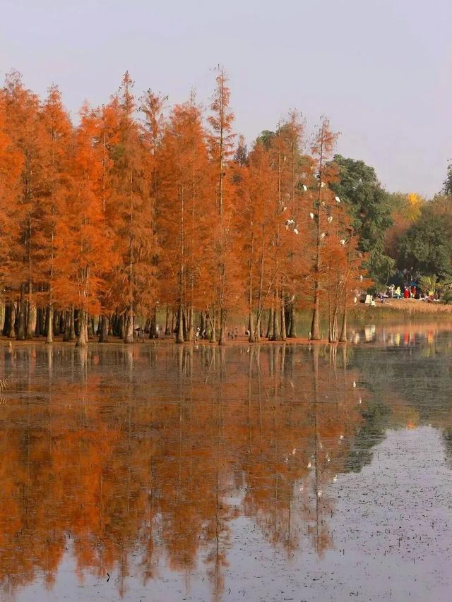 别错过，成都公园里的绝美冬景！