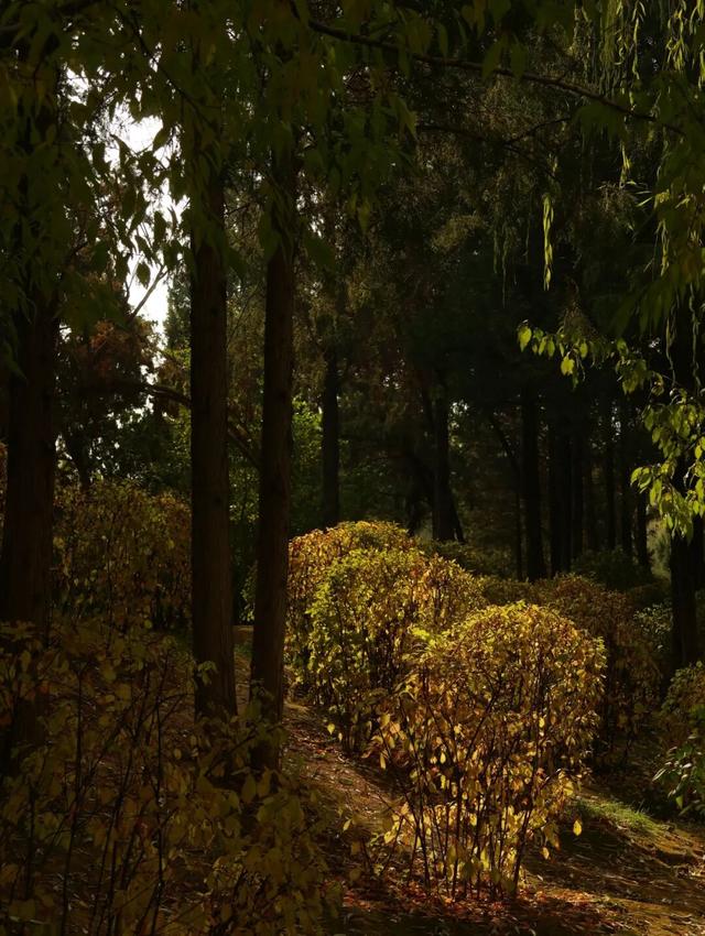 听，呼和浩特秋天的BGM正在你耳边播放