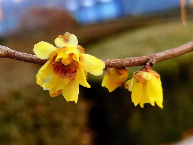 冬天，遇见不一样的潍坊！