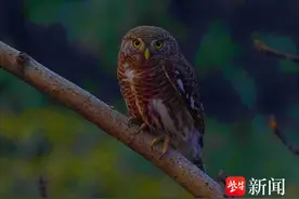夜间飞来一只猫头鹰，“做客”小区忙捕鼠图片