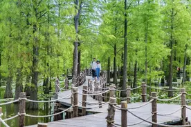 嗨玩江苏 |池杉湖盛邀您共赴啤酒龙虾音乐盛宴图片