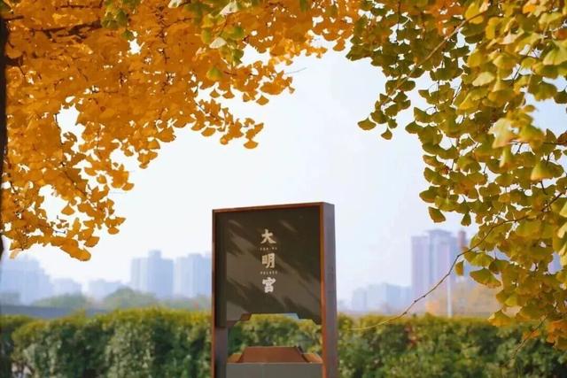 换个姿势赏银杏！金色曲江·银杏咖啡节来了