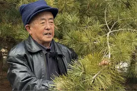 81岁“树痴”植树二十载，无偿捐赠价值近百万红松树图片