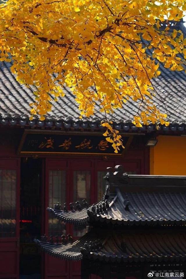 秦淮的银杏，悄悄黄了