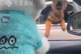 狗主人回应德牧等红绿灯突然跳车：和旁边车上的比熊“看对眼”了图片