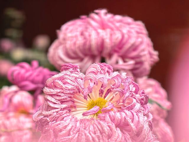 到红螺寺看室内菊花展：主打一个温暖清新