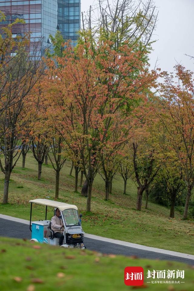 赏秋不跑远 成都多个城区公园也能看红叶｜图集