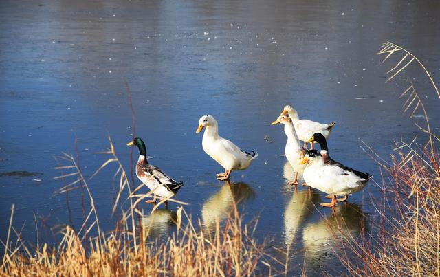 ​组图丨西郊公园的冬日慢时光