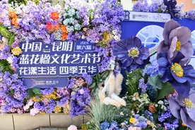 近距离观赏蓝花楹，教场中路赏花巴士已发车，乘车点在这里→图片