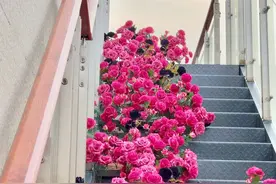 『春日打卡计划』，南昌就够了！图片