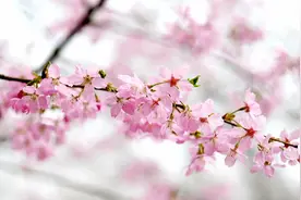 河南荥阳：踏春赏花正当时图片
