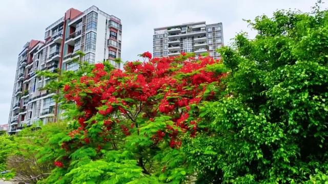 绿美开平｜花开半夏，凤凰倾城！