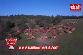 瞭望·治国理政纪事 | 以发展现代化大农业为主攻方向图片