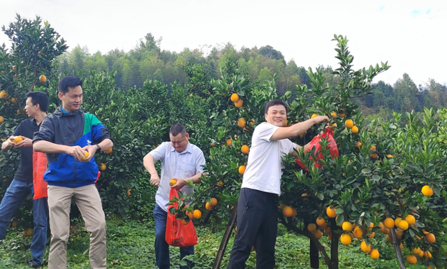 这个周末，来赣州摘脐橙！