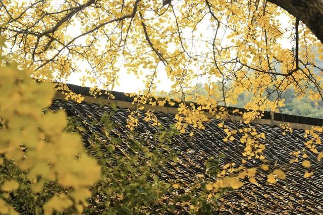 美爆了！余杭银杏打卡地出炉